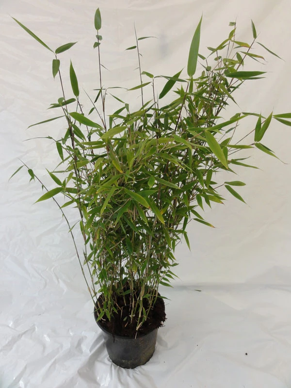Fargesia Murielae 'Tiny', Schirmbambus 5 Fargesia Murielae 'Tiny', Schirmbambus – Bild 3