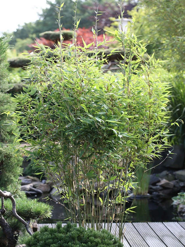 Fargesia Murielae 'Tiny', Schirmbambus 3 Fargesia Murielae 'Tiny', Schirmbambus