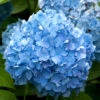 Hydrangea Macrophylla 'Endless Summer Blau'® -Giardino 24 bauern hortensie blau 1280x1280