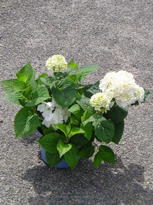 Hydrangea Macrophylla Endless Summer 'The Bride'® 4 Hydrangea Macrophylla Endless Summer 'The Bride'® – Bild 2