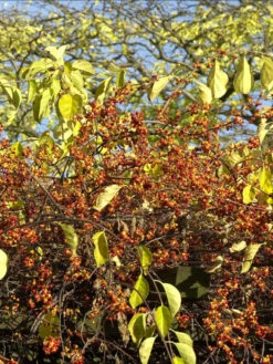 Celastrus Orbiculatus, Baumwürger -Giardino 24 baumwuerger frucht 1280x1280