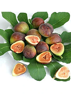 Bayernfeige 'Violetta' ® 5 Bayernfeige 'Violetta' ® – Bild 3