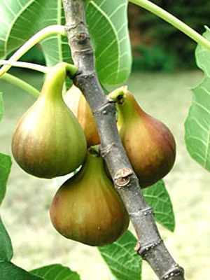 Bayernfeige 'Violetta' ® 3 Bayernfeige 'Violetta' ®