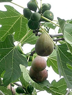 Bayernfeige 'Violetta' ® 6 Bayernfeige 'Violetta' ® -Giardino 24 bayernfeige 1280x1280