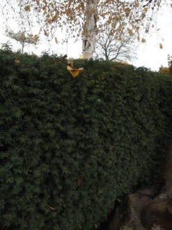 Taxus Media 'Hillii', Männliche Becher-Eibe 8 Taxus Media 'Hillii', Männliche Becher-Eibe -Giardino 24 becher eibe hillii55599f2c2f21b 1280x1280