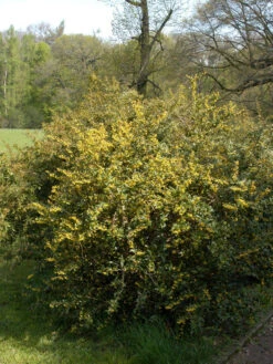 Berberis Julianae, Immergrüne Großblättrige Berberitze 13 Berberis Julianae, Immergrüne Großblättrige Berberitze -Giardino 24 berberis julianae 1280x1280