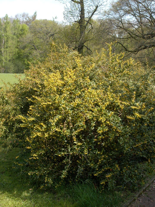 Berberis Julianae, Immergrüne Großblättrige Berberitze 7 Berberis Julianae, Immergrüne Großblättrige Berberitze – Bild 5