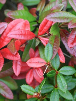 Berberis Julianae, Immergrüne Großblättrige Berberitze 12 Berberis Julianae, Immergrüne Großblättrige Berberitze -Giardino 24 berberis julianae 1 44085 2 44085 2 1280x1280