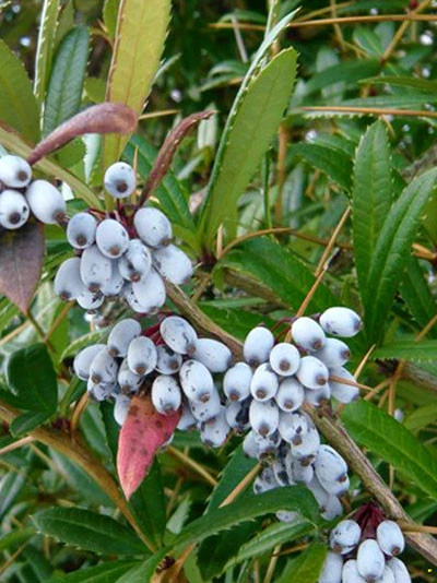 Berberis Julianae, Immergrüne Großblättrige Berberitze 9 Berberis Julianae, Immergrüne Großblättrige Berberitze – Bild 7