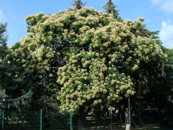 Euodia Hupehensis, Tetradium Hupehensis Honigesche, Bienenbaum 3 Euodia Hupehensis, Tetradium Hupehensis Honigesche, Bienenbaum