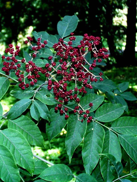 Euodia Daniellii, Tetradium Daniellii, Bienenbaum, Bee-Bee-Tree 3 Euodia Daniellii, Tetradium Daniellii, Bienenbaum, Bee-Bee-Tree