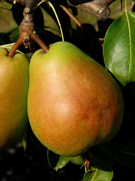 Birne Alexander Lucas 3 Birne Alexander Lucas