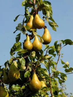 Duo-Birnbaum - Williams Christ Und Conference 7 Duo-Birnbaum - Williams Christ Und Conference -Giardino 24 birne conference632dc103dffee 1280x1280