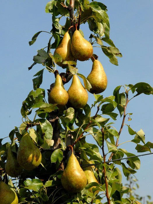 Duo-Birnbaum - Williams Christ Und Conference 5 Duo-Birnbaum - Williams Christ Und Conference – Bild 3