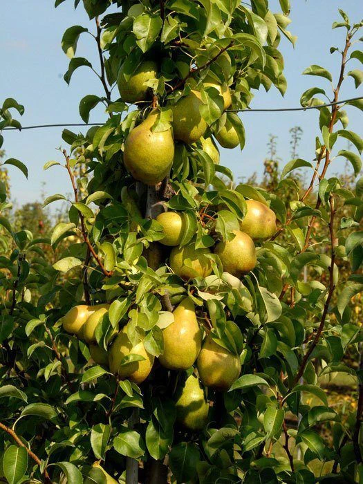 Williams Christ, Birne U-Spalier 3 Williams Christ, Birne U-Spalier