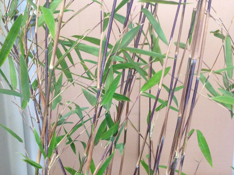 Fargesia Nitida 'Black Pearl' - Glänzender Schirm-Bambus 3 Fargesia Nitida 'Black Pearl' - Glänzender Schirm-Bambus