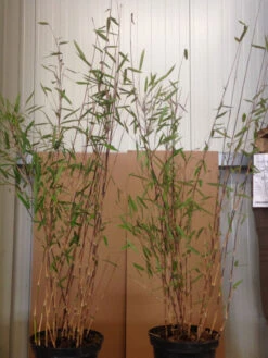 Fargesia Nitida 'Black Pearl' - Glänzender Schirm-Bambus 10 Fargesia Nitida 'Black Pearl' - Glänzender Schirm-Bambus -Giardino 24 black pearl pflanze 1280x1280