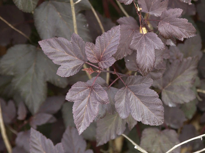 Physocarpus Opulifolius 'Diabolo', Rote Blasenspiere 4 Physocarpus Opulifolius 'Diabolo', Rote Blasenspiere – Bild 2