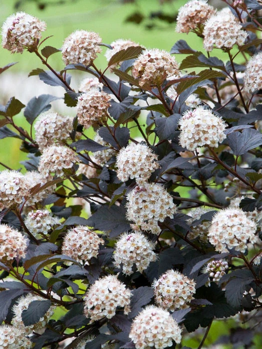 Physocarpus Opulifolius 'Diabolo', Rote Blasenspiere 3 Physocarpus Opulifolius 'Diabolo', Rote Blasenspiere