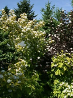 Physocarpus Opulifolius 'Darts Gold', Gelbe Blasenspiere -Giardino 24 blasenspiere gelb 1280x1280