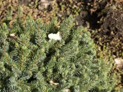 Picea Glauca 'Echiniformis', Blaue Igel-Fichte 5 Picea Glauca 'Echiniformis', Blaue Igel-Fichte -Giardino 24 blaue igel fichte 1280x1280