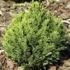 Chamaecyparis Lawsoniana 'Minima Glauca', Blaue Zwergzypresse 2 Chamaecyparis Lawsoniana 'Minima Glauca', Blaue Zwergzypresse -Giardino 24 blaue zwergzypresse minima 1280x1280