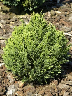 Chamaecyparis Lawsoniana 'Minima Glauca', Blaue Zwergzypresse