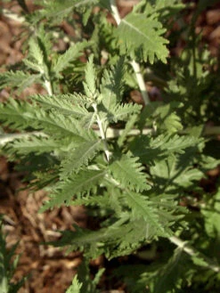 Perovskia Abrotanoides, Blauraute, Silberstrauch -Giardino 24 blauraute blatt 1280x1280