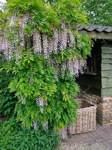 Wisteria Floribunda 'Pink Ice' ('Honbeni'), Blauregen 3 Wisteria Floribunda 'Pink Ice' ('Honbeni'), Blauregen
