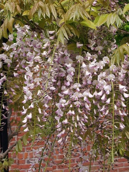 Wisteria Floribunda 'Rosea', Blauregen 4 Wisteria Floribunda 'Rosea', Blauregen – Bild 2