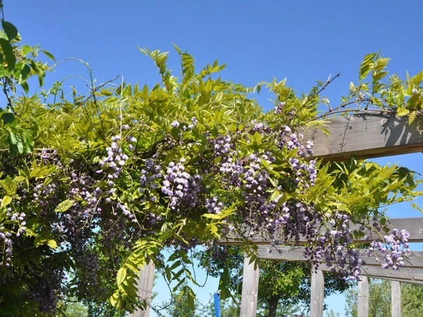 Wisteria Floribunda 'Violacea Plena', Blauregen 3 Wisteria Floribunda 'Violacea Plena', Blauregen
