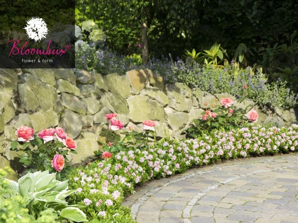 Rhododendron 'Bloombux®' 3 Rhododendron 'Bloombux®'