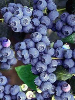 Heidelbeere 'Bluecrop'