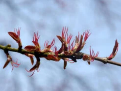 Cercidiphyllum Japonicum, Kuchenbaum 10 Cercidiphyllum Japonicum, Kuchenbaum -Giardino 24 bluete kuchenbaum 1280x1280