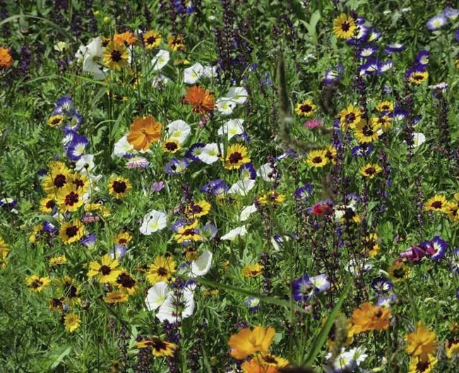 Blumenwiese - Blütenlust 3 Blumenwiese - Blütenlust