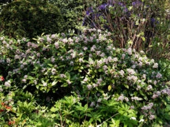 Skimmia Japonica 'Rubella', Japanische Blütenskimmie -Giardino 24 bluetenskimmie 1280x1280