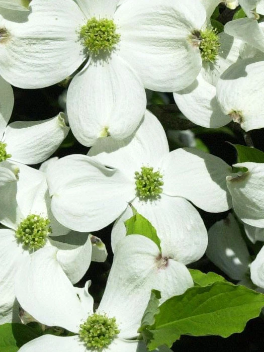 Cornus Florida, Blumen-Hartriegel 3 Cornus Florida, Blumen-Hartriegel