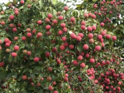 Cornus Kousa, Japanischer Blumenhartriegel -Giardino 24 blumenhartriegel frucht55599babf0f4c 1280x1280