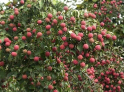 Cornus Kousa Chinensis, Chinesischer Blumenhartriegel 8 Cornus Kousa Chinensis, Chinesischer Blumenhartriegel -Giardino 24 blumenhartriegel frucht55599c54e5e89 1280x1280