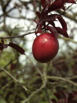 Prunus Cerasifera 'Hollywood' (Syn. Trailblazer) -Giardino 24 blutpflaume hollywood frucht 1280x1280