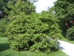 Ligustrum Obtusifolium Regelianum, Flächen-Liguster 12 Ligustrum Obtusifolium Regelianum, Flächen-Liguster -Giardino 24 bodendecker liguster 1280x1280