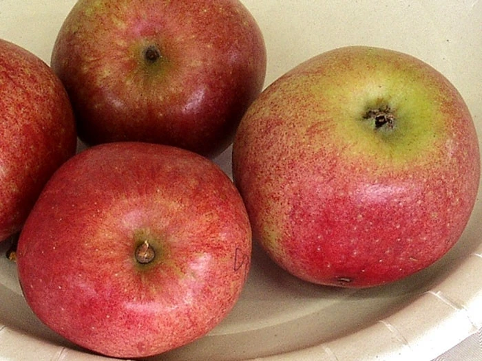 Apfel Bohnapfel 4 Apfel Bohnapfel – Bild 2