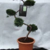 Juniperus Virginiana 'Grey Owl', XXL-Produkt 2 Juniperus Virginiana 'Grey Owl', XXL-Produkt -Giardino 24 bonsai wacholder grey owl 1280x1280