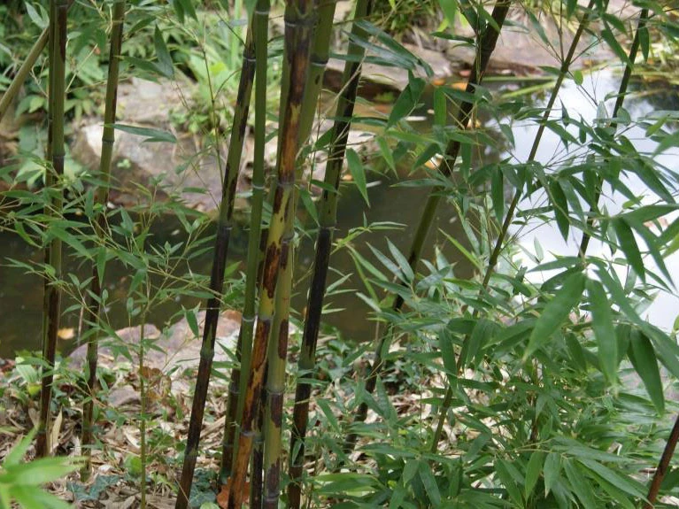 Phyllostachys Nigra 'Boryana', Tigerstreifenbambus - XXL- Produkt 4 Phyllostachys Nigra 'Boryana', Tigerstreifenbambus - XXL- Produkt – Bild 2