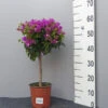 Bougainvillea 'Glabra Sanderiana', Lila-blättrige Bougainvillea 2 Bougainvillea 'Glabra Sanderiana', Lila-blättrige Bougainvillea -Giardino 24 bougainvillea stamm 1280x1280