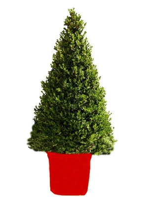 Buchsbaum-Kegel, Buxus 5 Buchsbaum-Kegel, Buxus – Bild 3