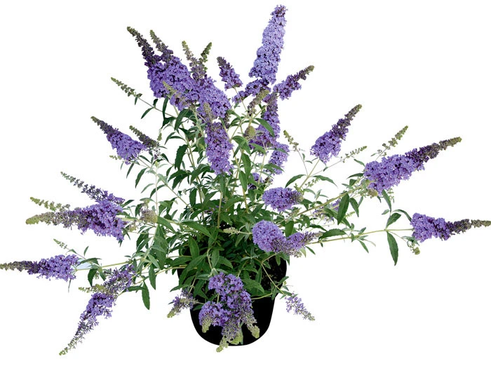 Buddleja Buzz-Hybride 'Sky Blue', Zwerg-Sommerflieder 4 Buddleja Buzz-Hybride 'Sky Blue', Zwerg-Sommerflieder – Bild 2