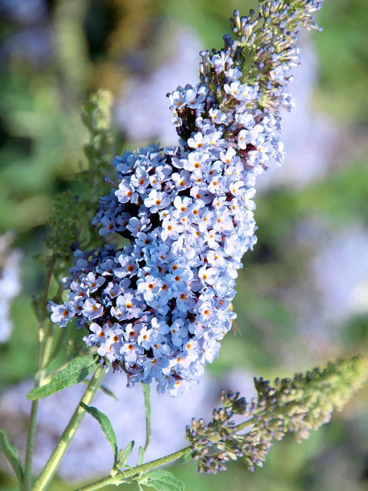 Buddleja Buzz-Hybride 'Sky Blue', Zwerg-Sommerflieder 3 Buddleja Buzz-Hybride 'Sky Blue', Zwerg-Sommerflieder