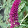 Buddleja Buzz-Hybride 'Velvet', Zwerg-Sommerflieder -Giardino 24 buddleja velvet 1280x1280