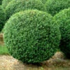 Buchsbaum-Kugel, Buxus 2 Buchsbaum-Kugel, Buxus -Giardino 24 bux kugel1 76862 0 1280x1280